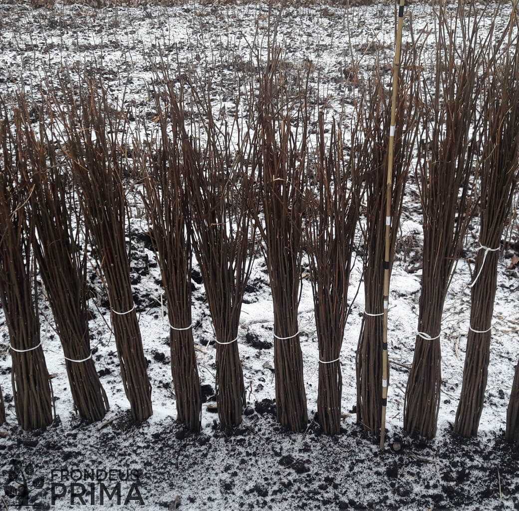 black locust seedlings 60/100