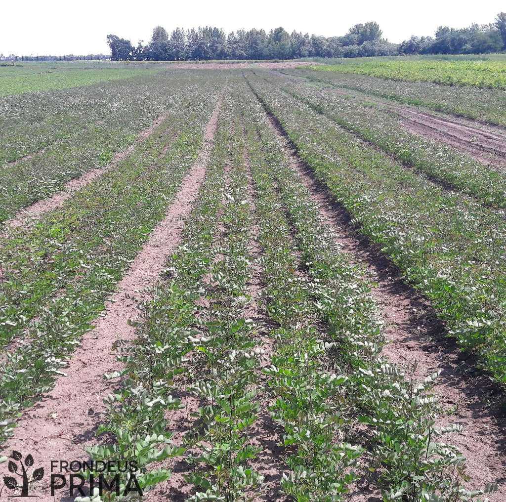 ak&aacute;c csemete &aacute;gy&aacute;s 2017 j&uacute;lius