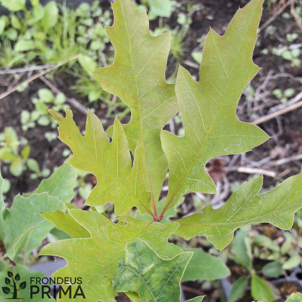 Amerikai mocsártölgy