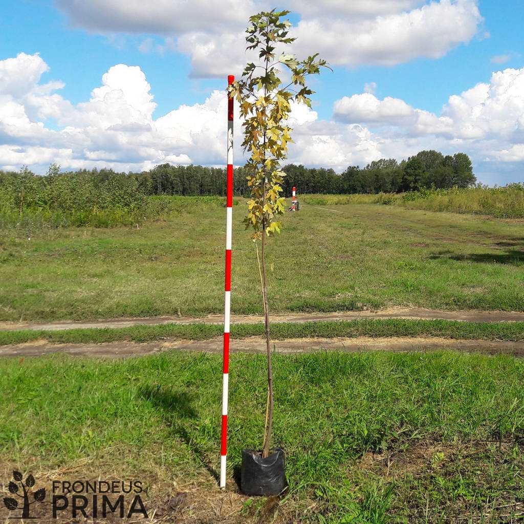 ezüst juhar 4,7L-es konténeres csemete