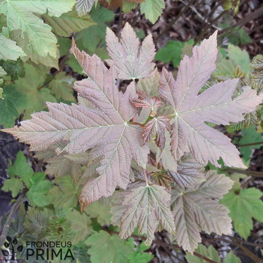 ezüst juhar 16L-es konténeres csemete