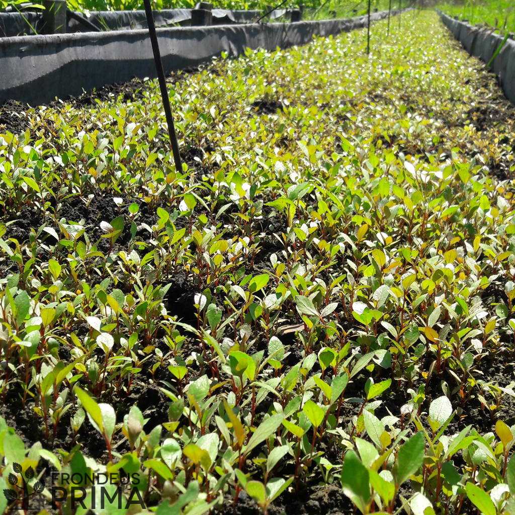 Fekete nyár csemeték hidegágyban