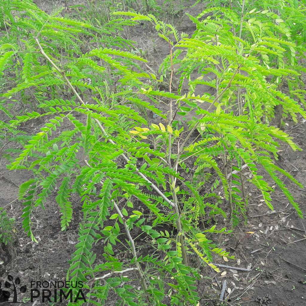 Gledícsia csemete - HATVANI CSEMETEKERT