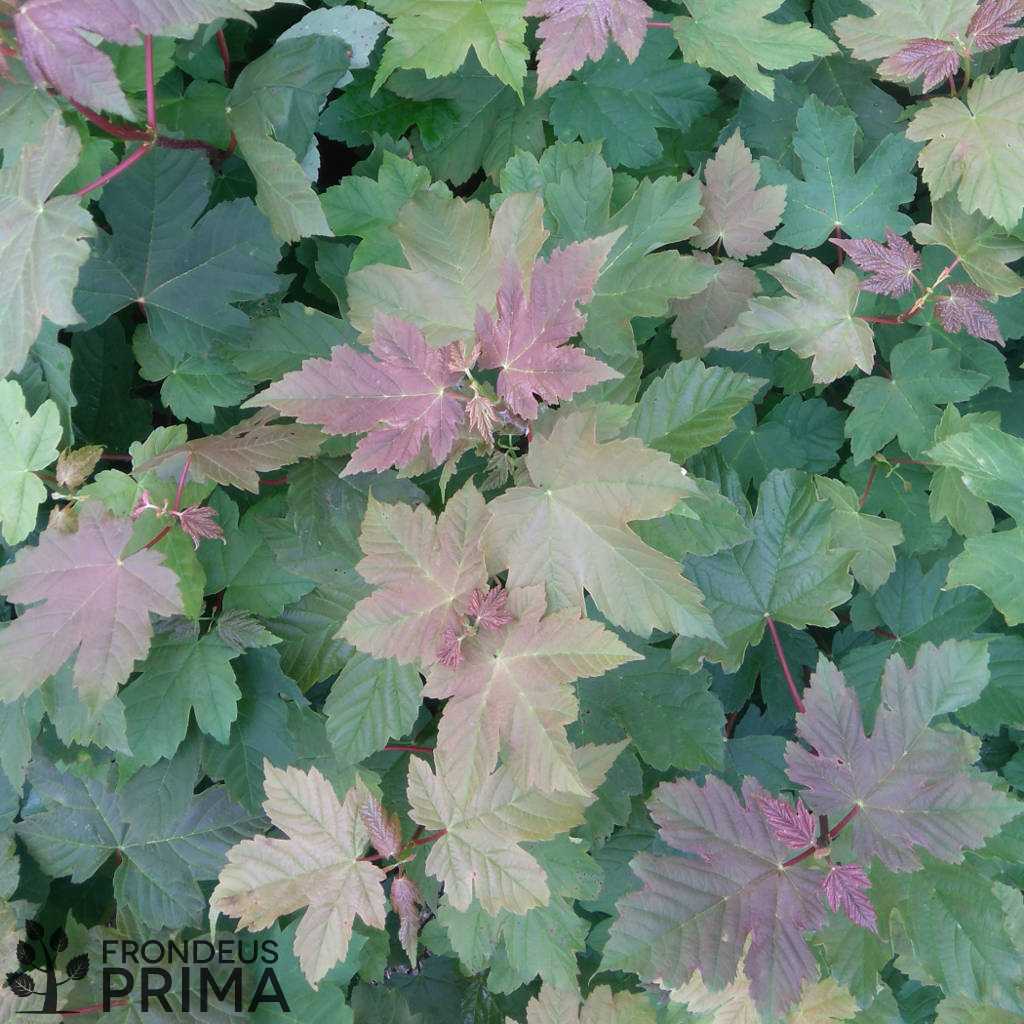 Hegyi juhar csemete tavasszal