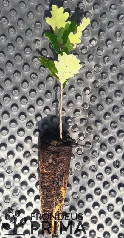 Kocsányos tölgy tálcás/konténeres csemete