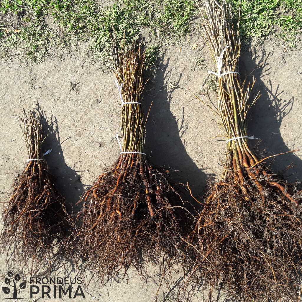 Stieleiche sämlinge