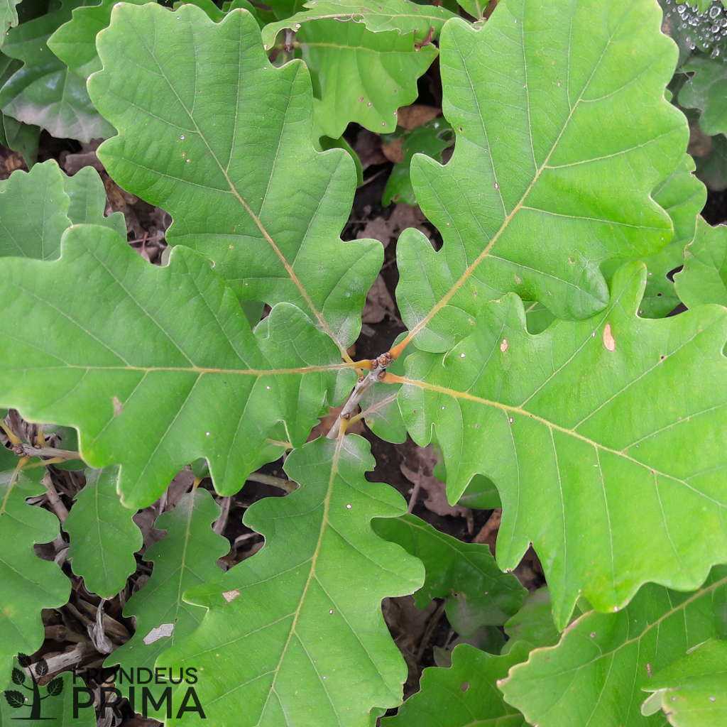 Kocsánytalan tölgy magágyi csemete 50-100 cm