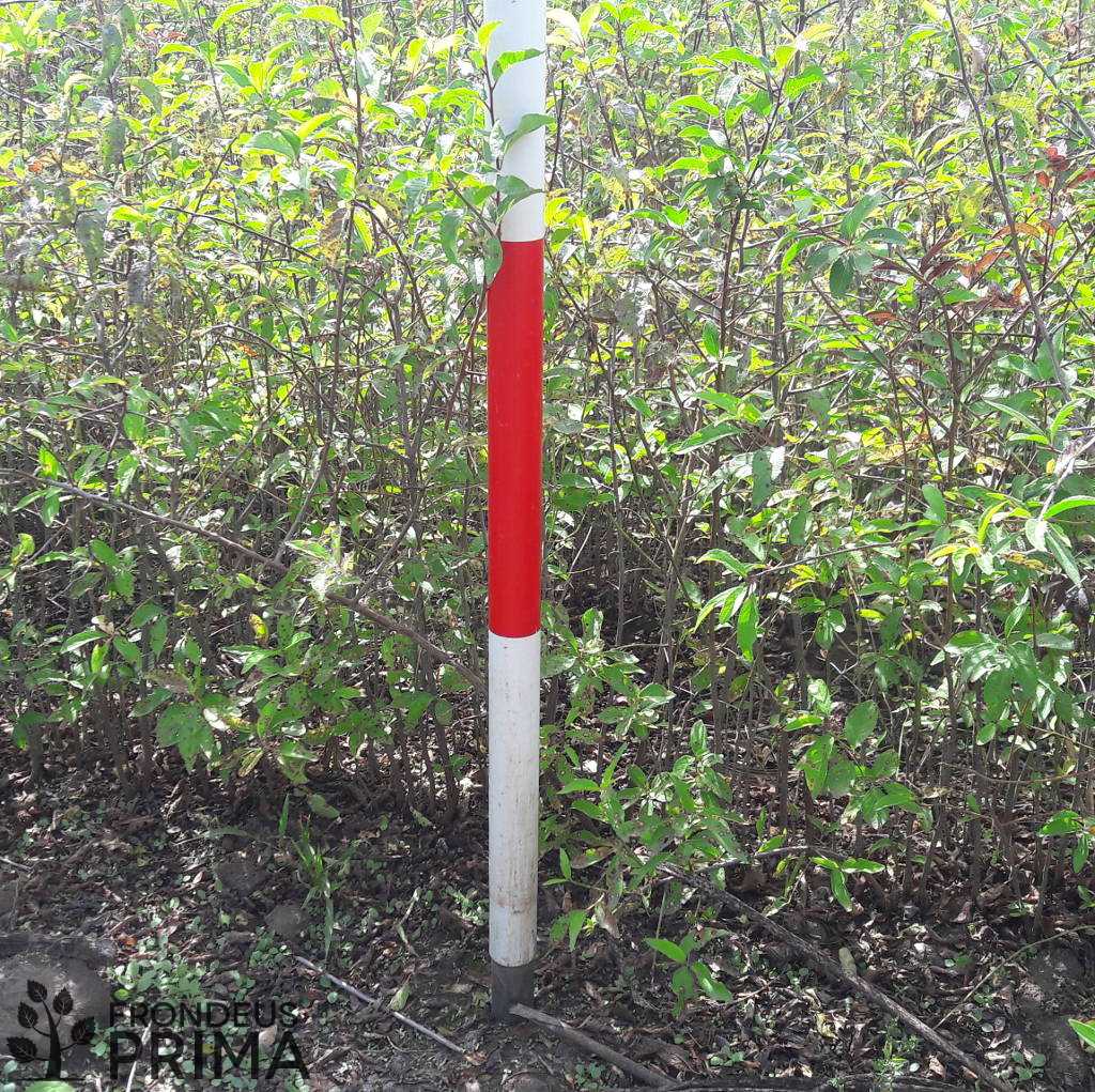 kökény ágyás - HATVANI CSEMETEKERT 