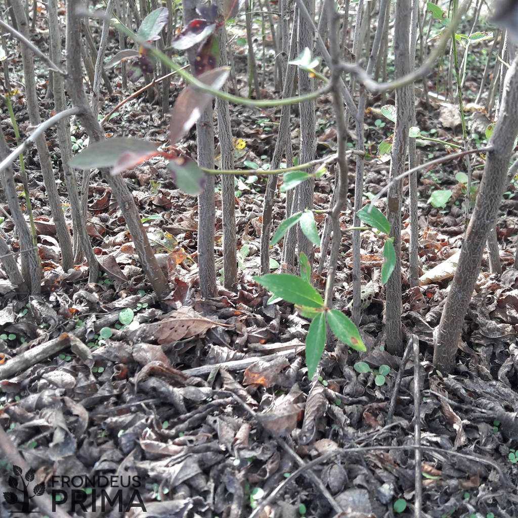 Kökény csemete - HATVANI CSEMETEKERT