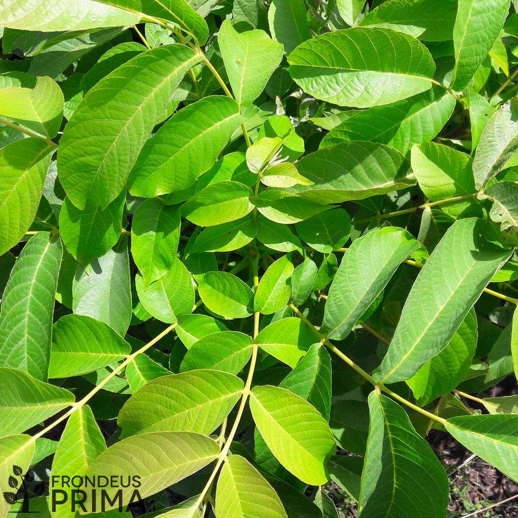 Közönséges dió facsemete - HATVANI CSEMETEKERT