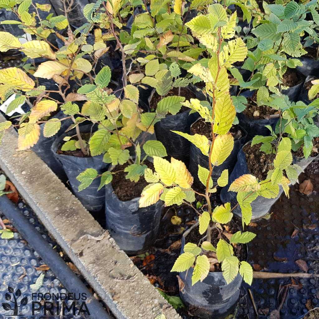 Közönséges gyertyán csemete - HATVANI CSEMETEKERT