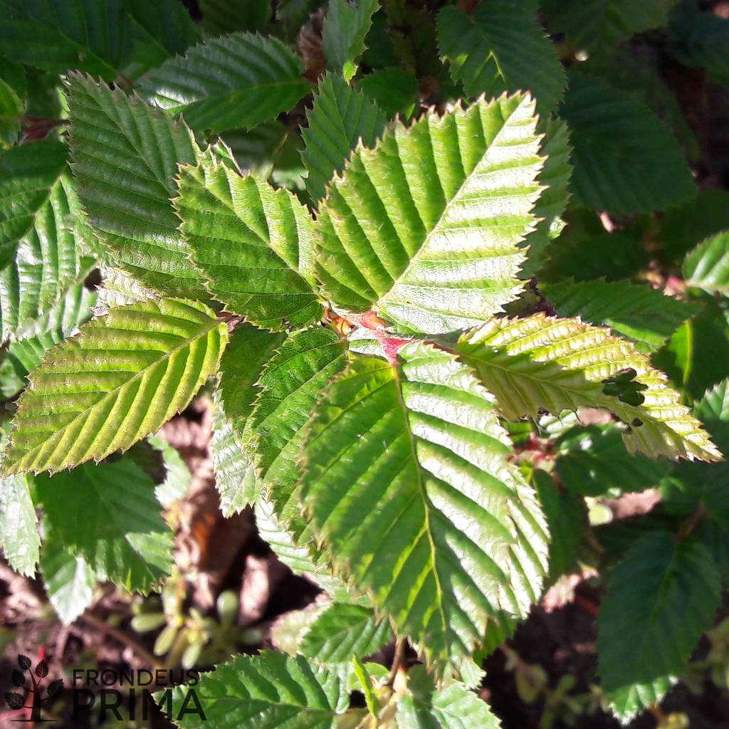 Közönséges gyertyán