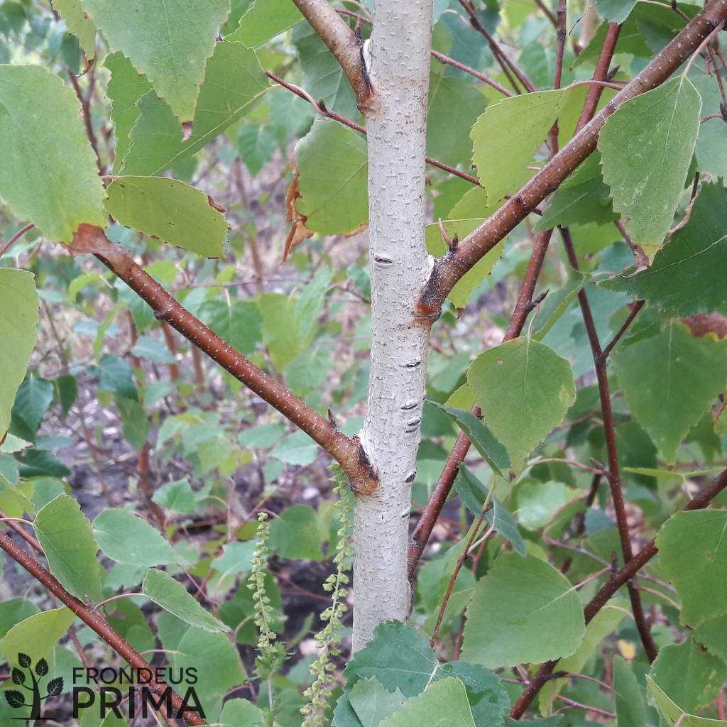 Közönséges nyír fóliakonténerben