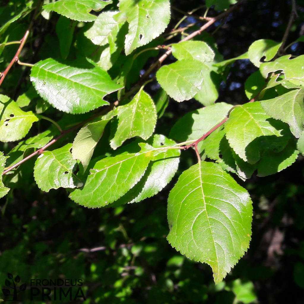 mirabolán szilva levele