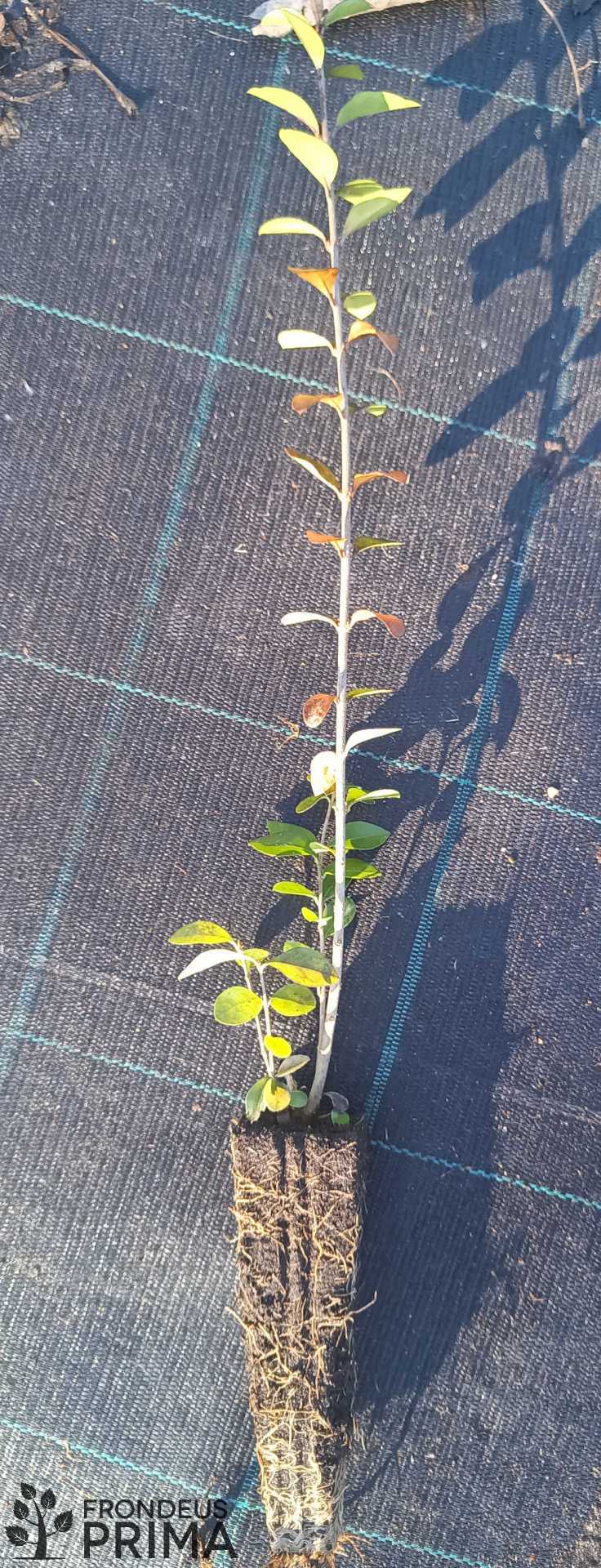 Télizöld fagyal  - HATVANI CSEMETEKERT