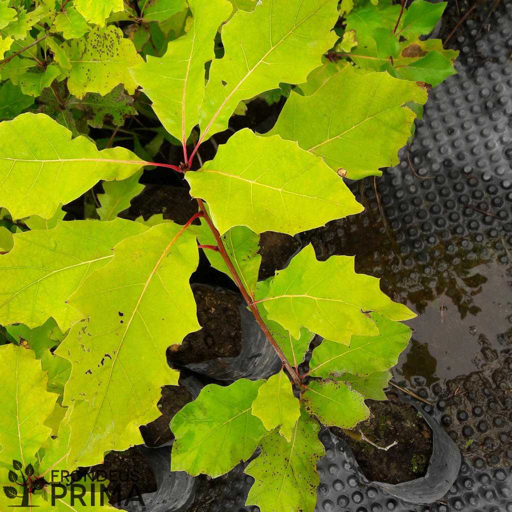 Vörös tölgy 2,5L fóliakonténeres csemete