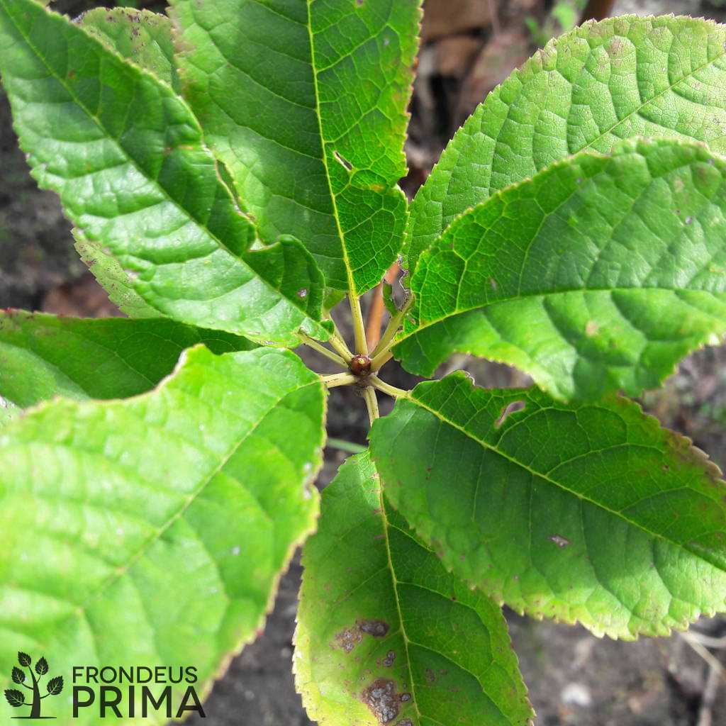 zselnicemeggy fóliakonténeres csemete