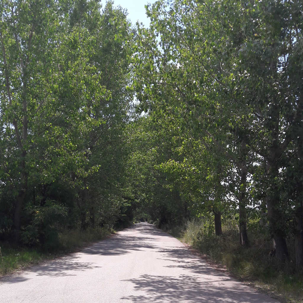 Csemetekertbe vezető mell&eacute;k&uacute;t