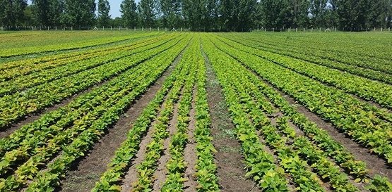 t&ouml;lgy &aacute;gy&aacute;sok 2015 nyar&aacute;n